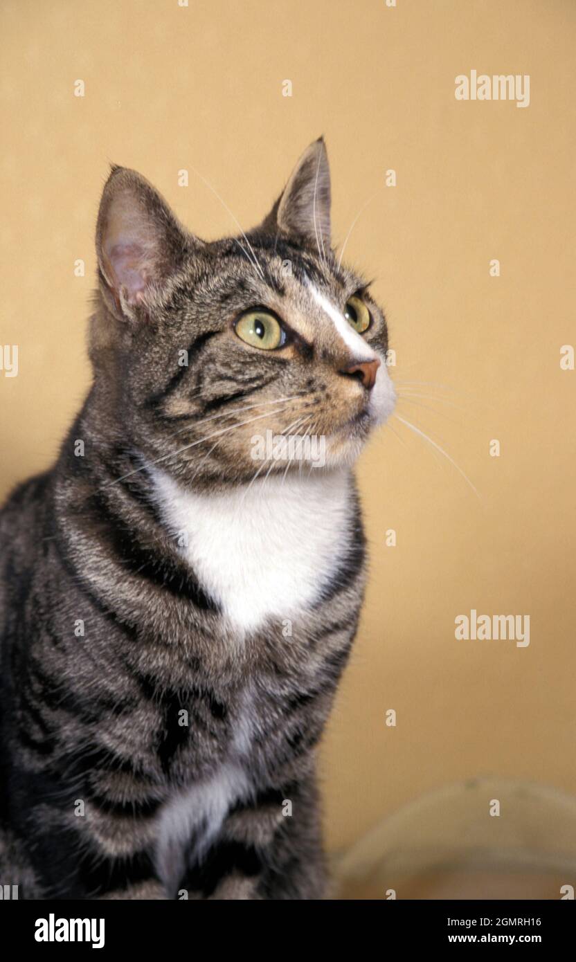 Seitenportrait gestromte Katze, junger Erwachsener Stockfoto