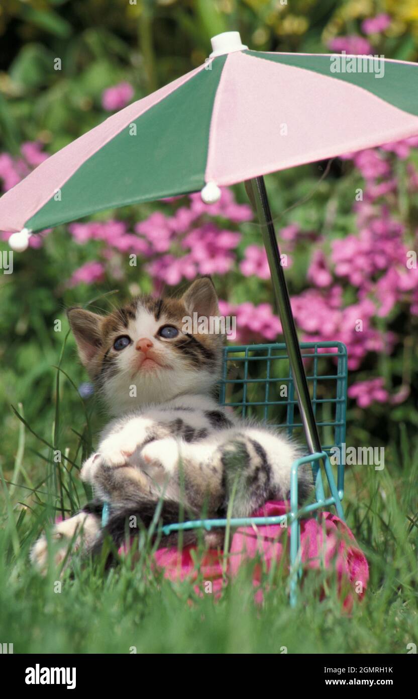 Niedliches Kätzchen, das unter einem Miniaturschirm sitzt Stockfoto