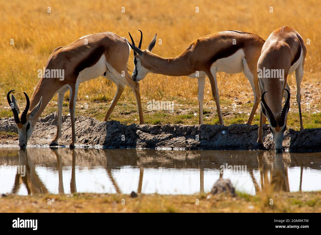 Springbock im Central Kalahari Game Reserve, Botswana Stockfoto