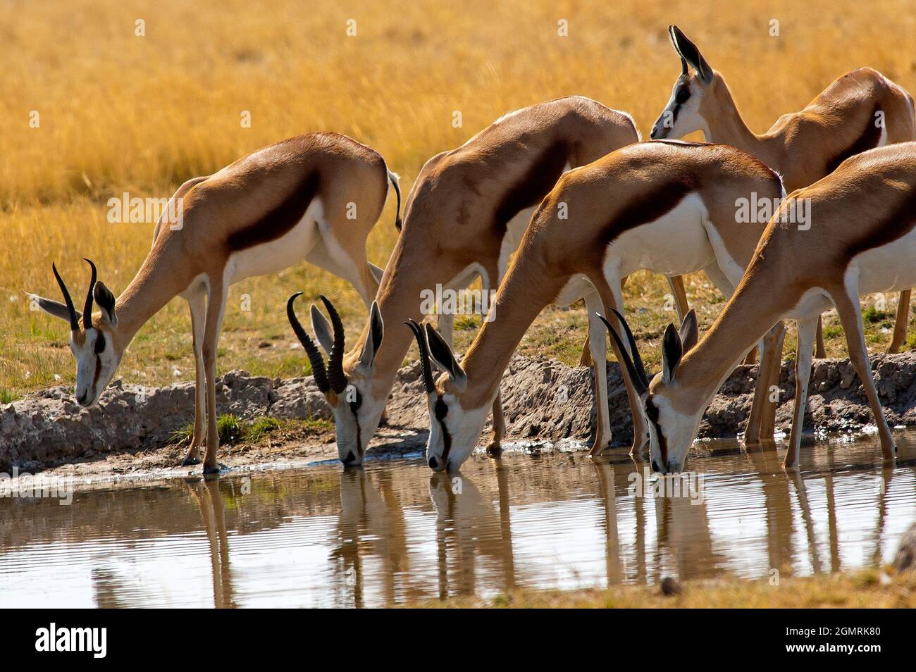 Springbock im Central Kalahari Game Reserve, Botswana Stockfoto