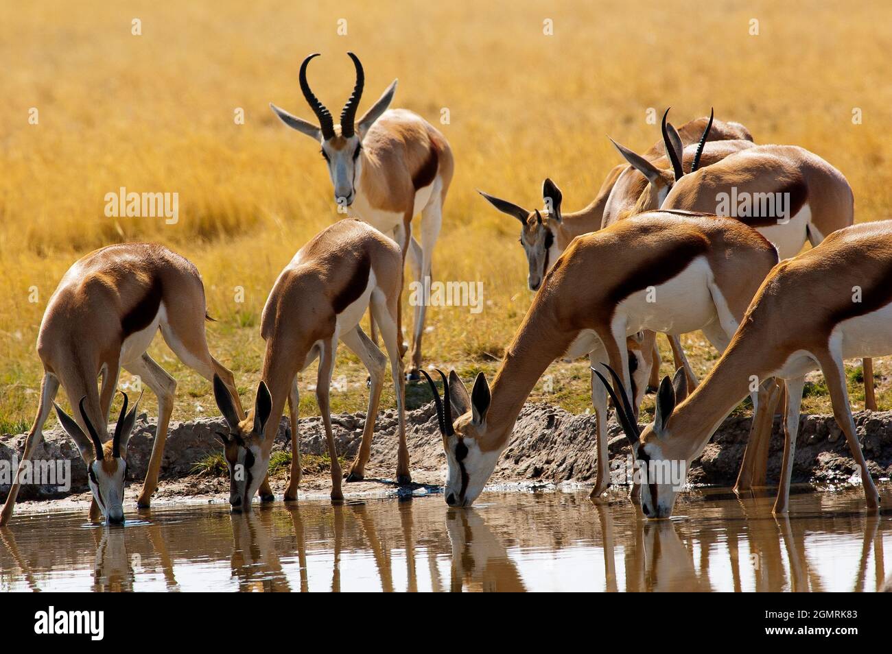 Springbock im Central Kalahari Game Reserve, Botswana Stockfoto