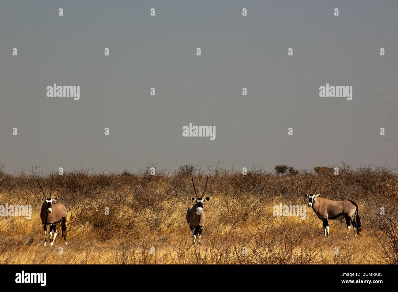 Gemabok im Central Kalahari Game Reserve, Botswana Stockfoto