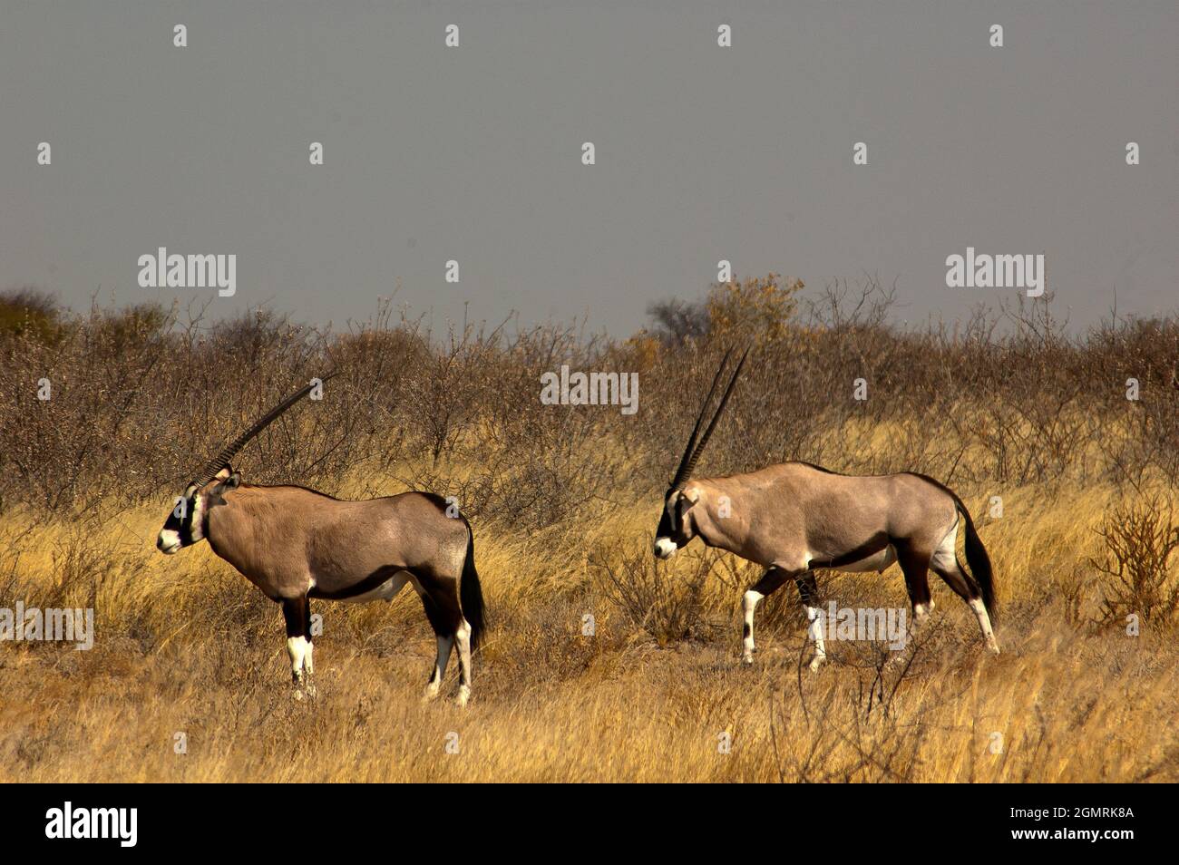 Gemabok im Central Kalahari Game Reserve, Botswana Stockfoto