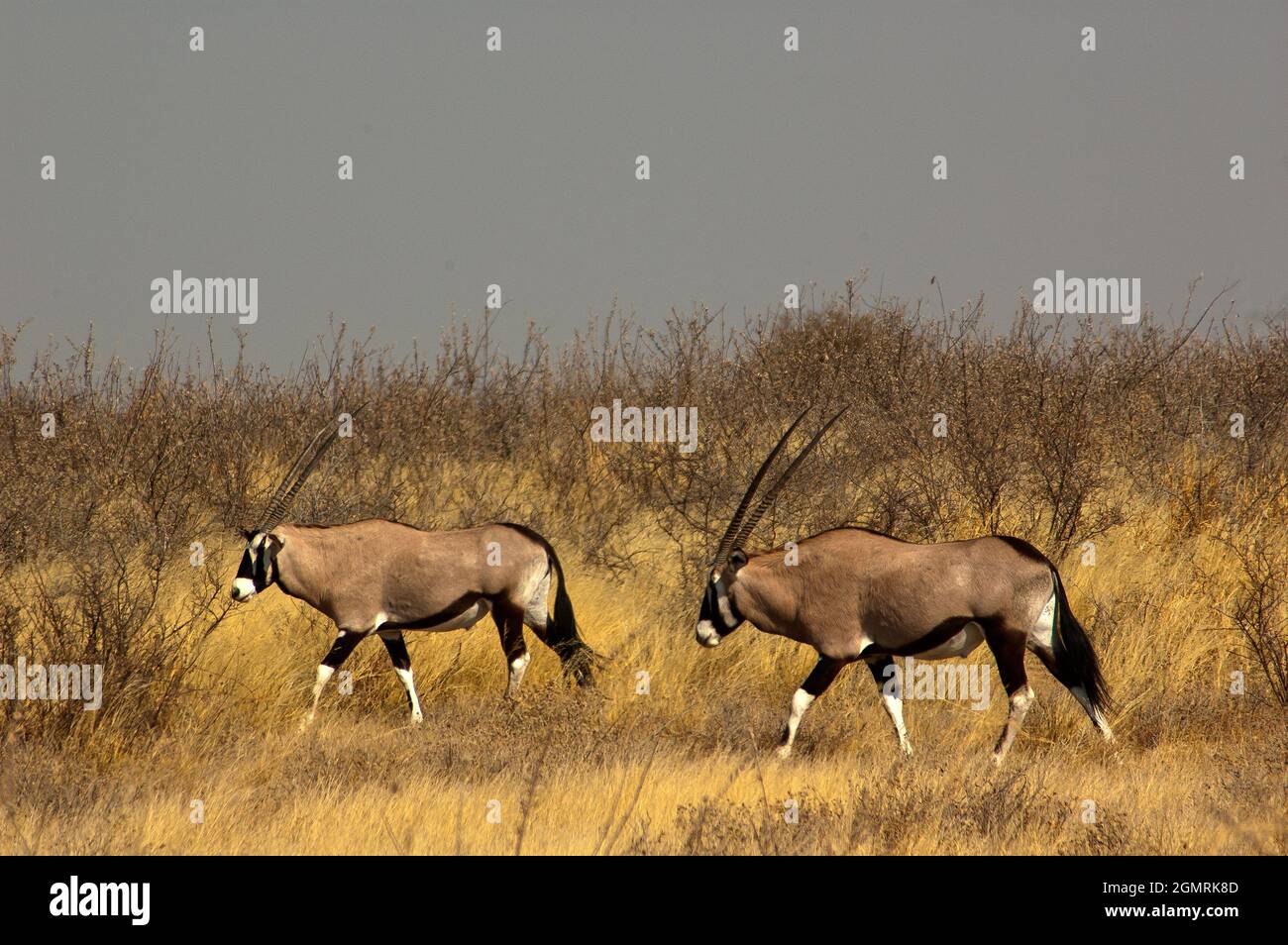 Gemabok im Central Kalahari Game Reserve, Botswana Stockfoto