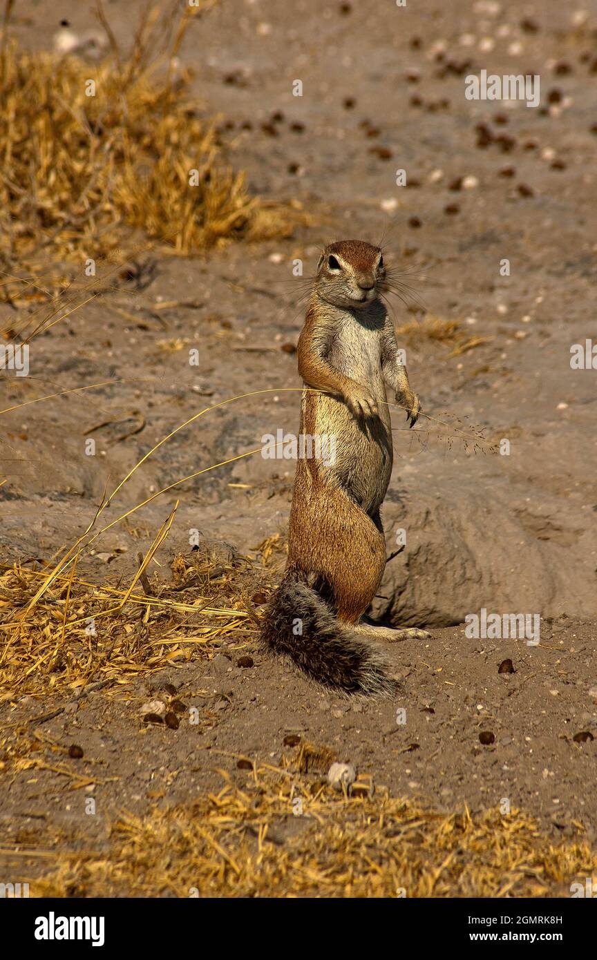 Eichhörnchen im Central Kalahari Game Reserve, Botswana Stockfoto