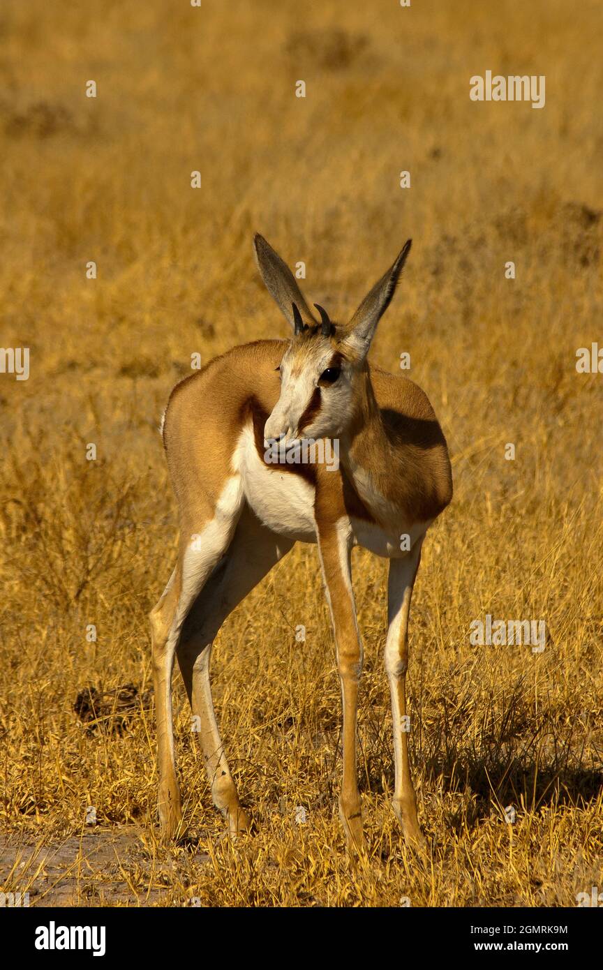 Springbock im Central Kalahari Game Reserve, Botswana Stockfoto