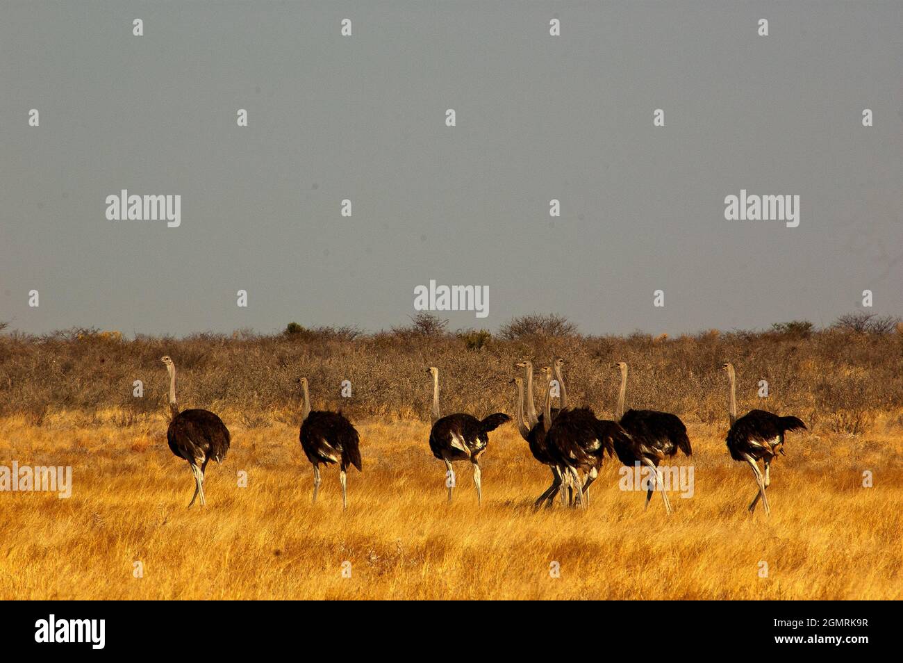 Strauße im Central Kalahari Game Reserve, Botswana Stockfoto