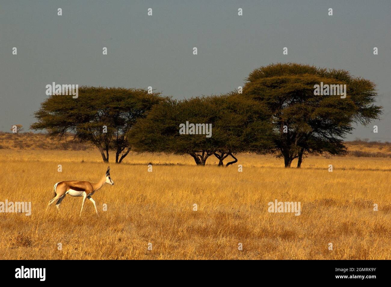 Springbock im Central Kalahari Game Reserve, Botswana Stockfoto