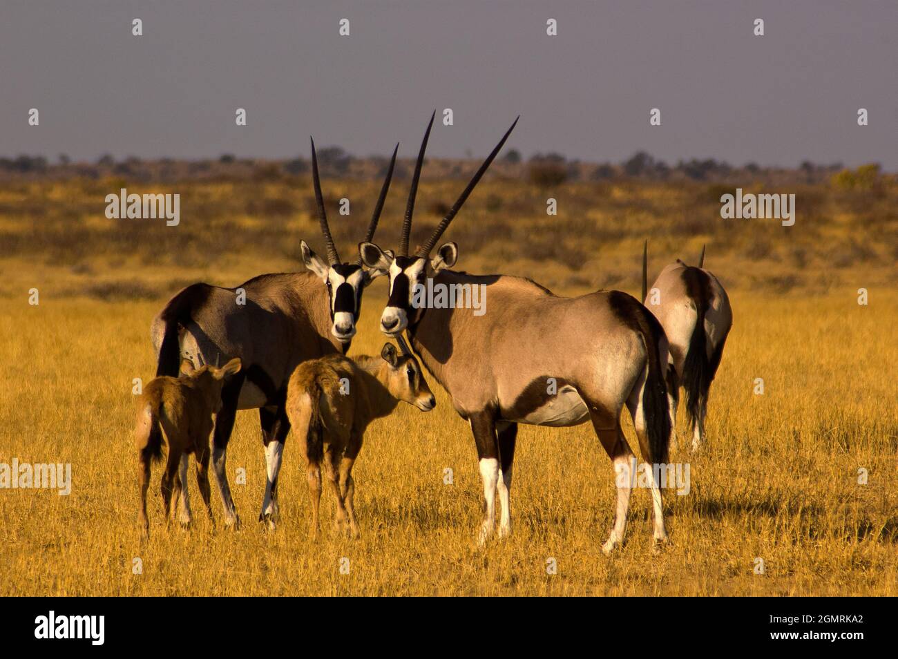 Gemsbok auf den offenen Ebenen im Central Kalahari Game Reserve, Botswana Stockfoto