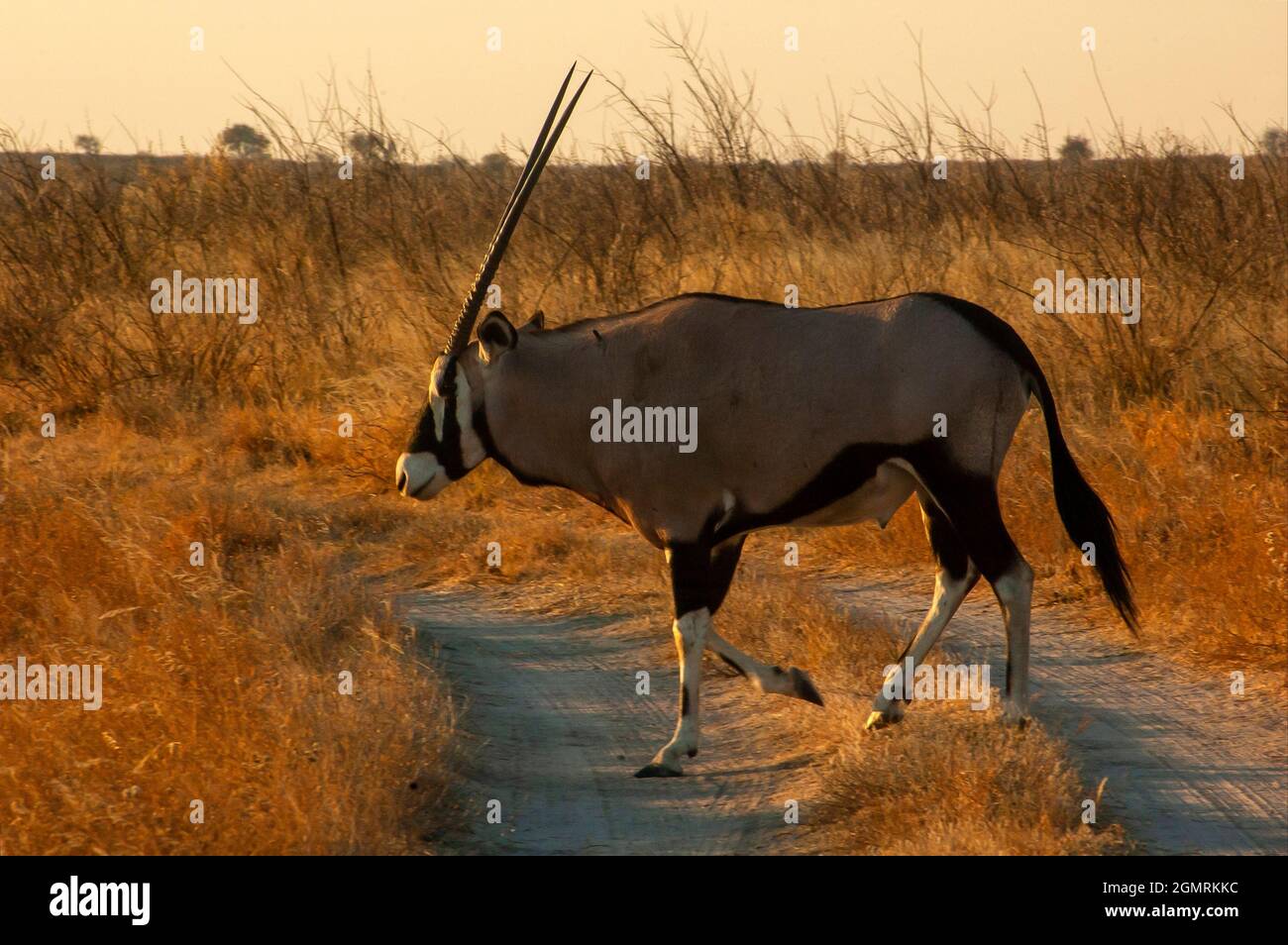 Gemsbok überquert die Straße im Central Kalahari Game Reserve, Botswana Stockfoto