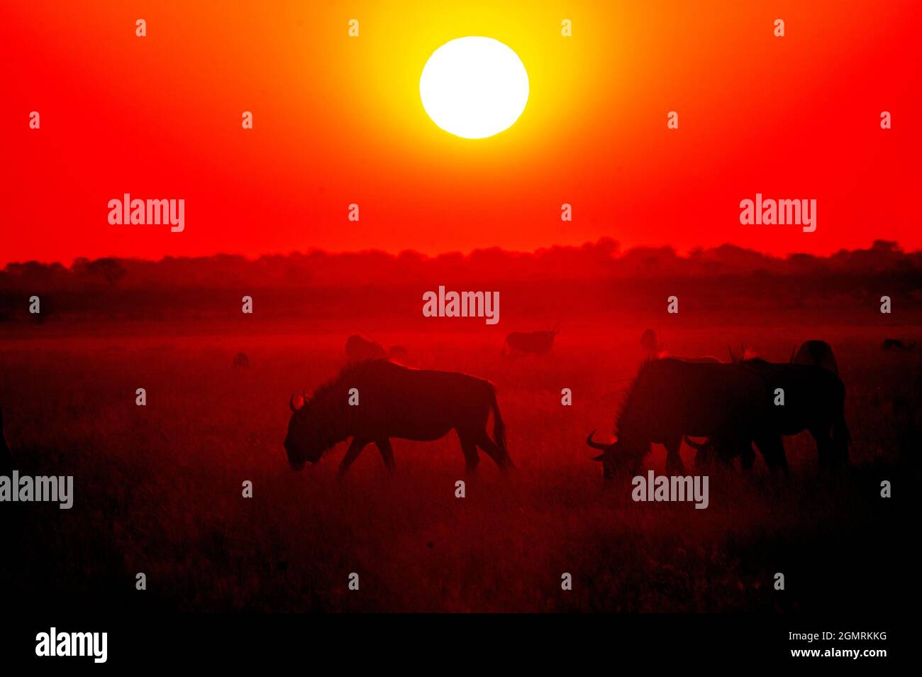 Gnus grast bei Sonnenuntergang, Central Kalahari Game Reserve, Botswana Stockfoto
