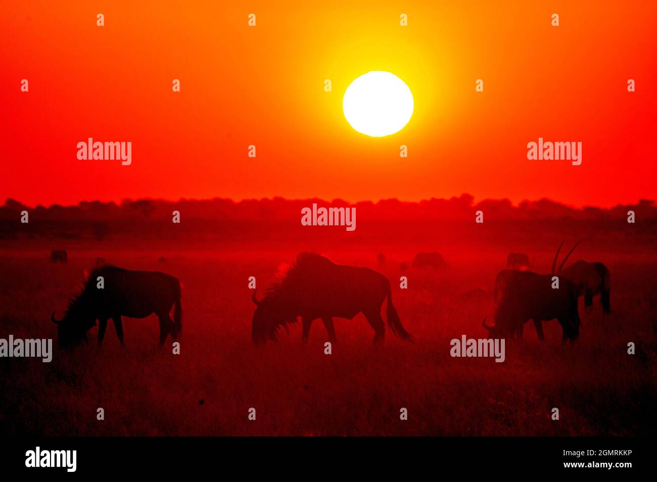 Gnus grast bei Sonnenuntergang, Central Kalahari Game Reserve, Botswana Stockfoto