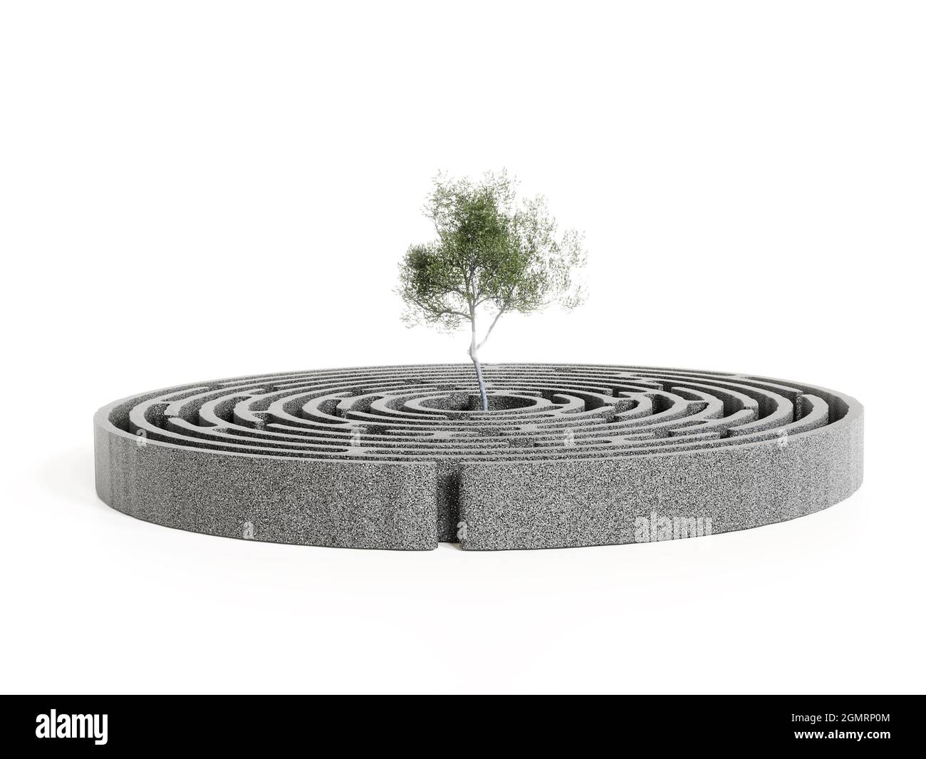 3D-Rendering von Olivenbaum wächst in der Mitte von Beton kreisförmigen Labyrinth auf weißem Hintergrund Stockfoto