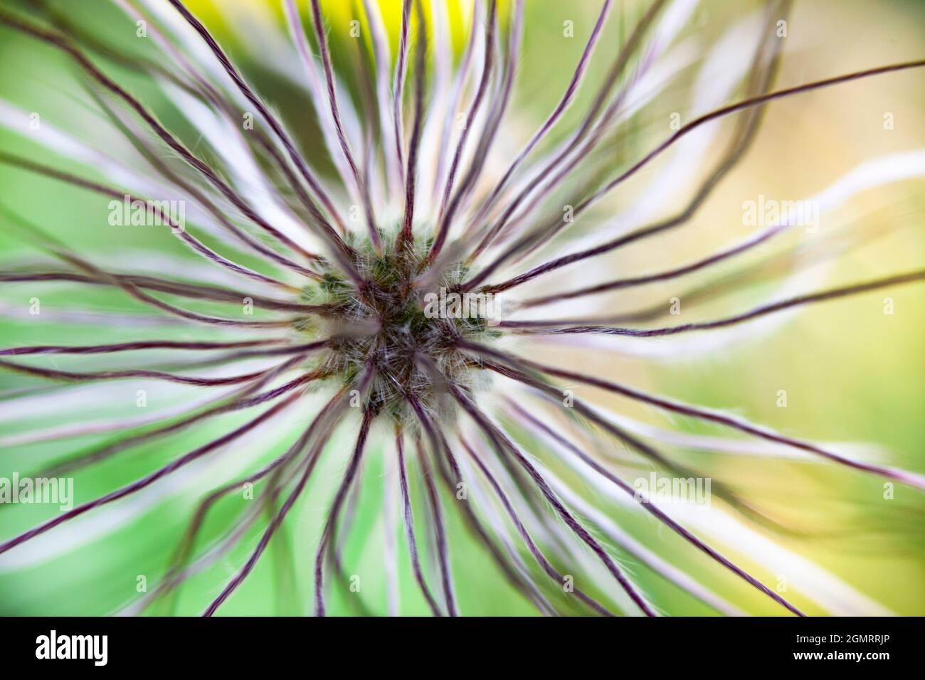 Sämchenkopf einer Blume Stockfoto