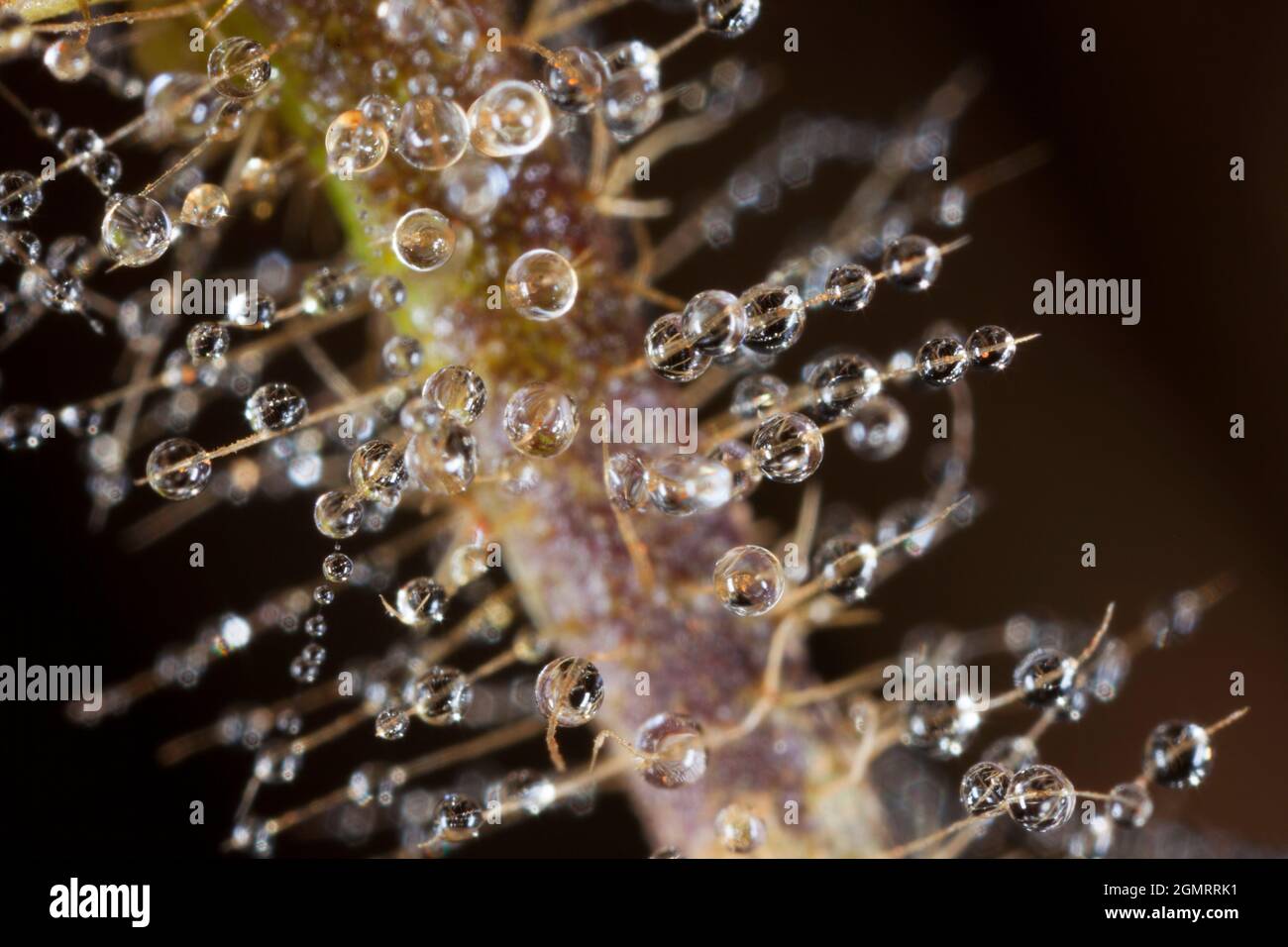 Tautropfen auf einem Spinnennetz Stockfoto