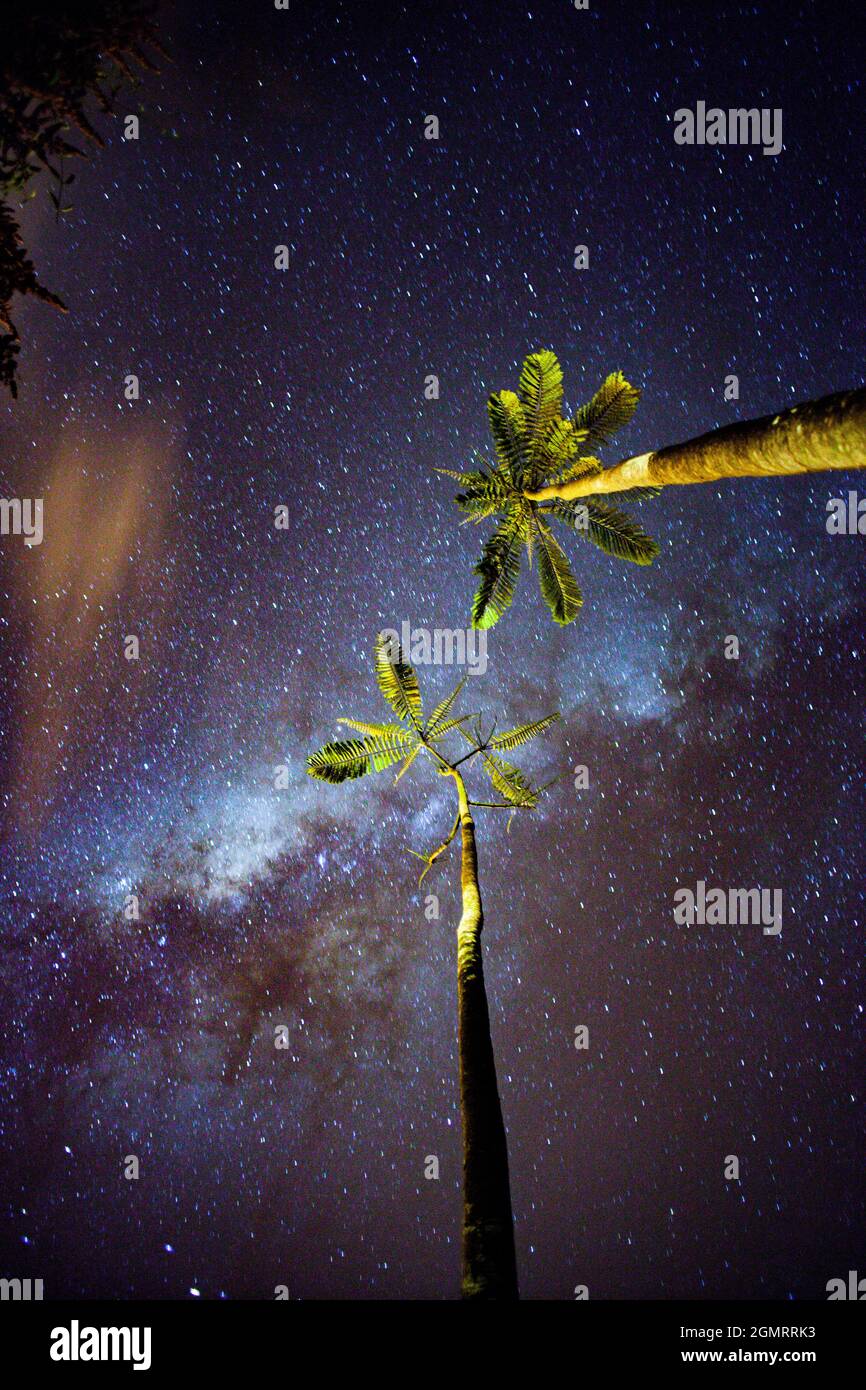 Milchstraße mit Bäumen Stockfoto