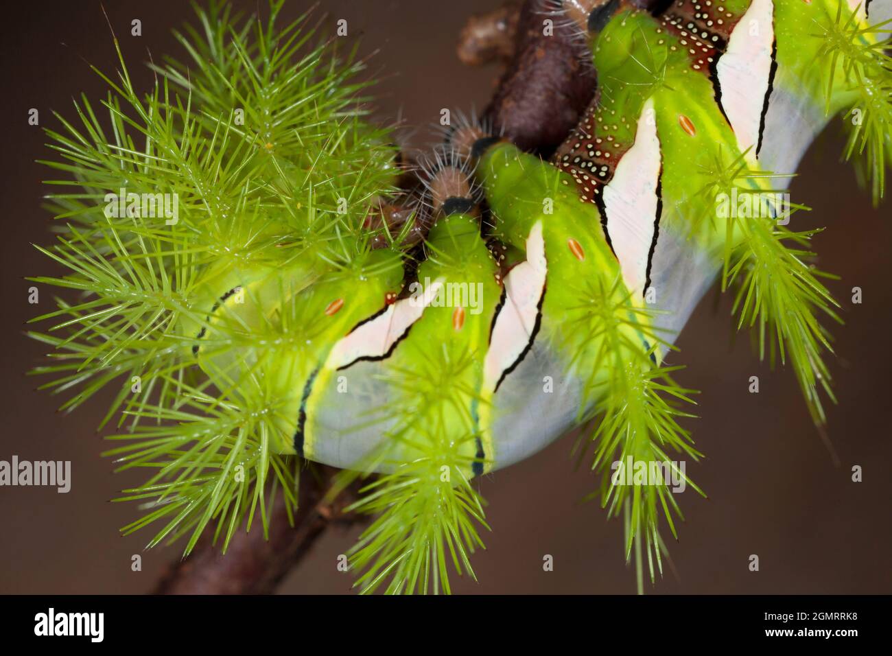 Caterpillar Stockfoto