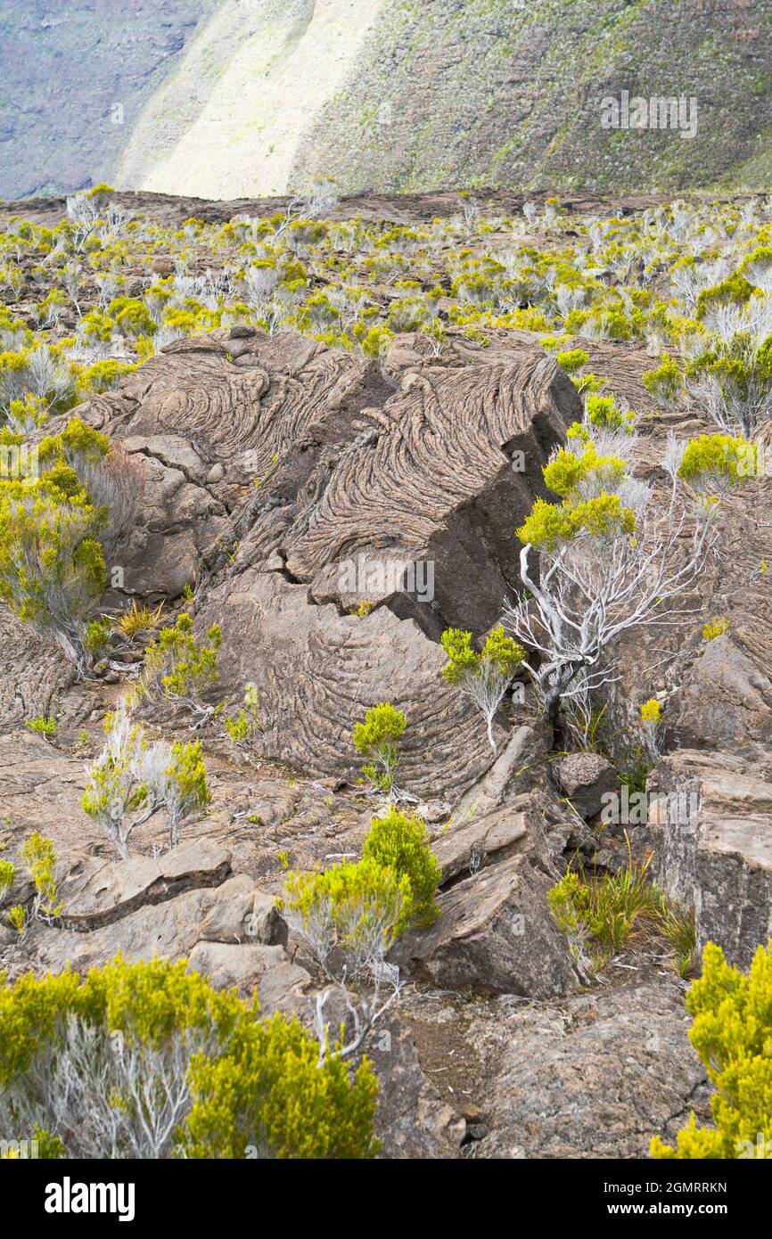 Vegetation im Inneren der Caldera, La Reunion Stockfoto