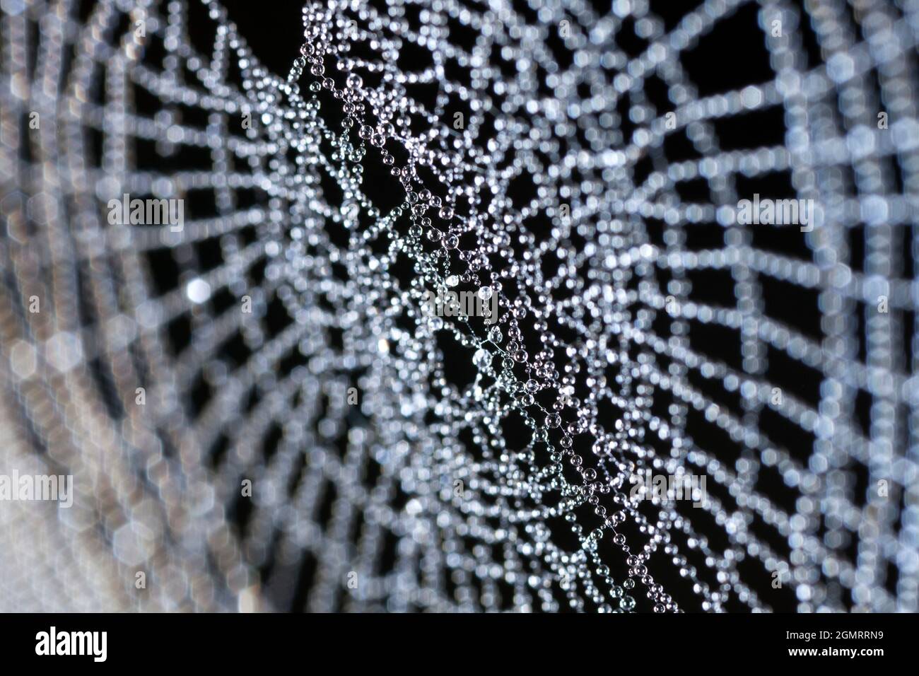 Tau auf einem Spinnennetz Stockfoto
