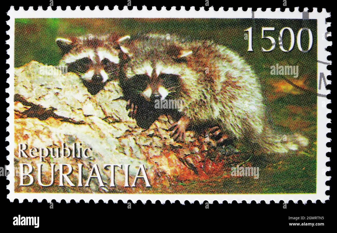 MOSKAU, RUSSLAND - 6. NOVEMBER 2019: Briefmarke gedruckt in Cinderellas zeigt Raccoon, buritiatische Russland Serie, um 1997 Stockfoto