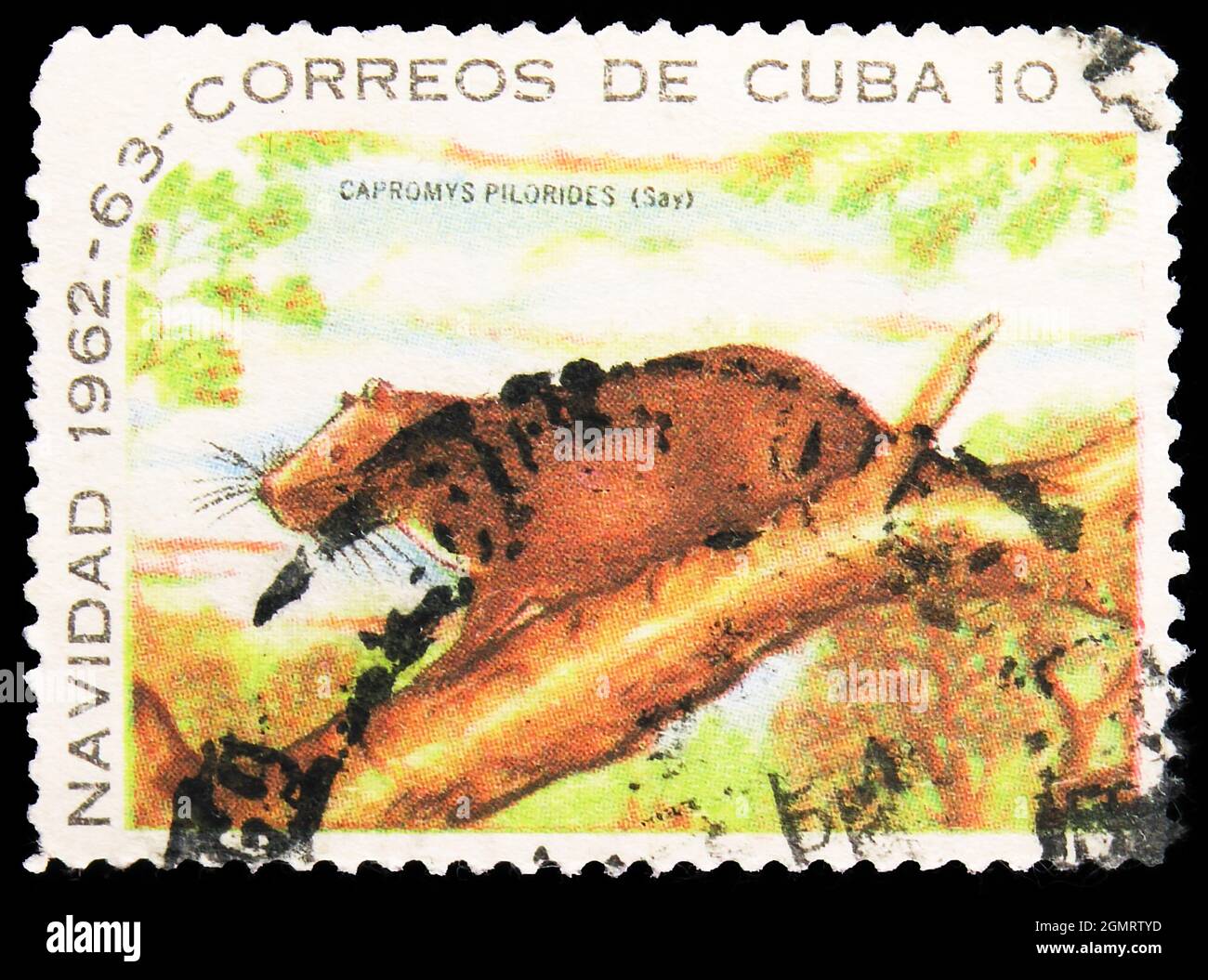 MOSKAU, RUSSLAND - 6. NOVEMBER 2019: Die in Kuba gedruckte Briefmarke zeigt Desmarest's Hutia (Capromys pilorides), Weihnachtsserie 1962, um 1962 Stockfoto