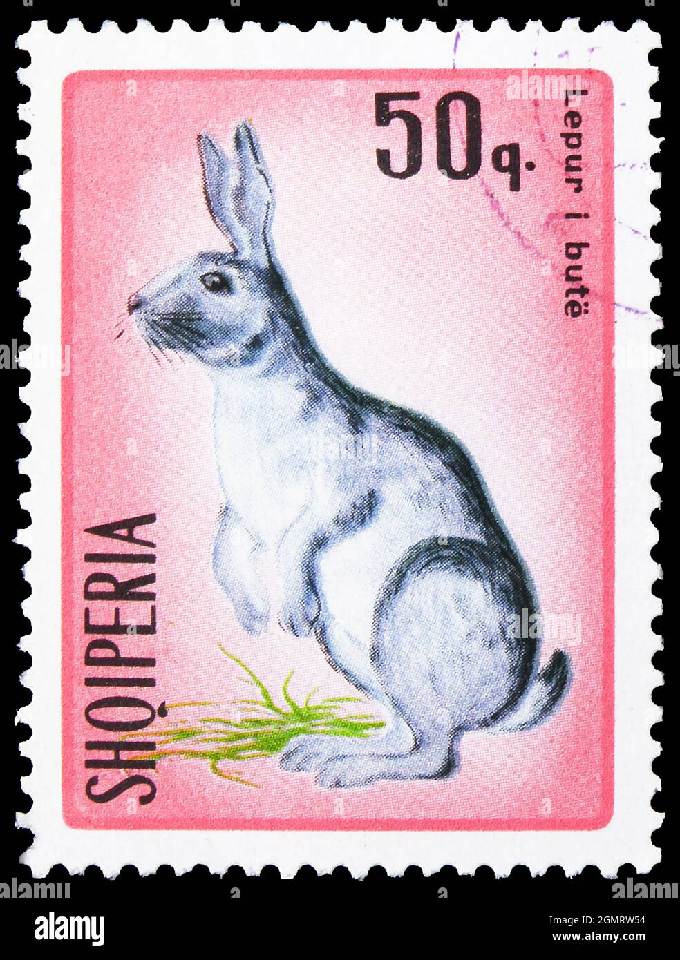 MOSKAU, RUSSLAND - 6. NOVEMBER 2019: In Albanien gedruckte Briefmarke zeigt Domestic Rabbit (Oryctolagus cuniculus f. domestica), Hasen-Serie, um 196 Stockfoto