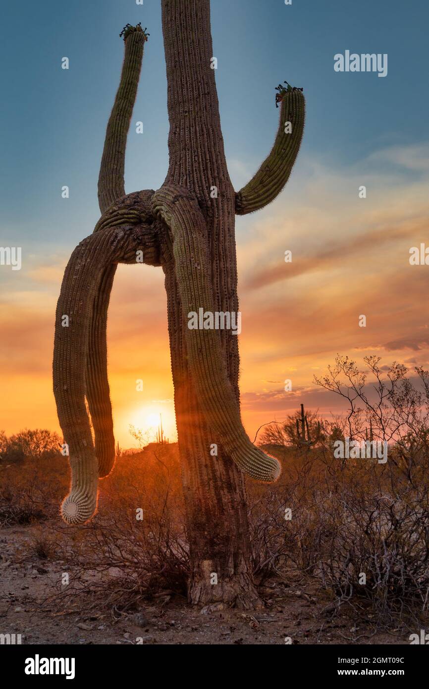 Wunderschöner Sonnenuntergang hinter dem hohen Saguaro Kaktus in der Wüste von Arizona Stockfoto
