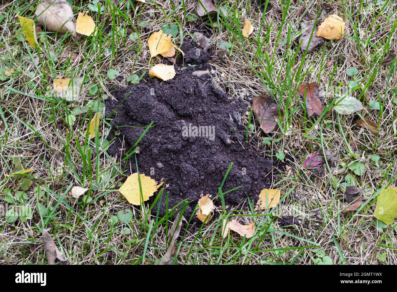 Molehill im Herbstgarten, Nahaufnahme Stockfoto