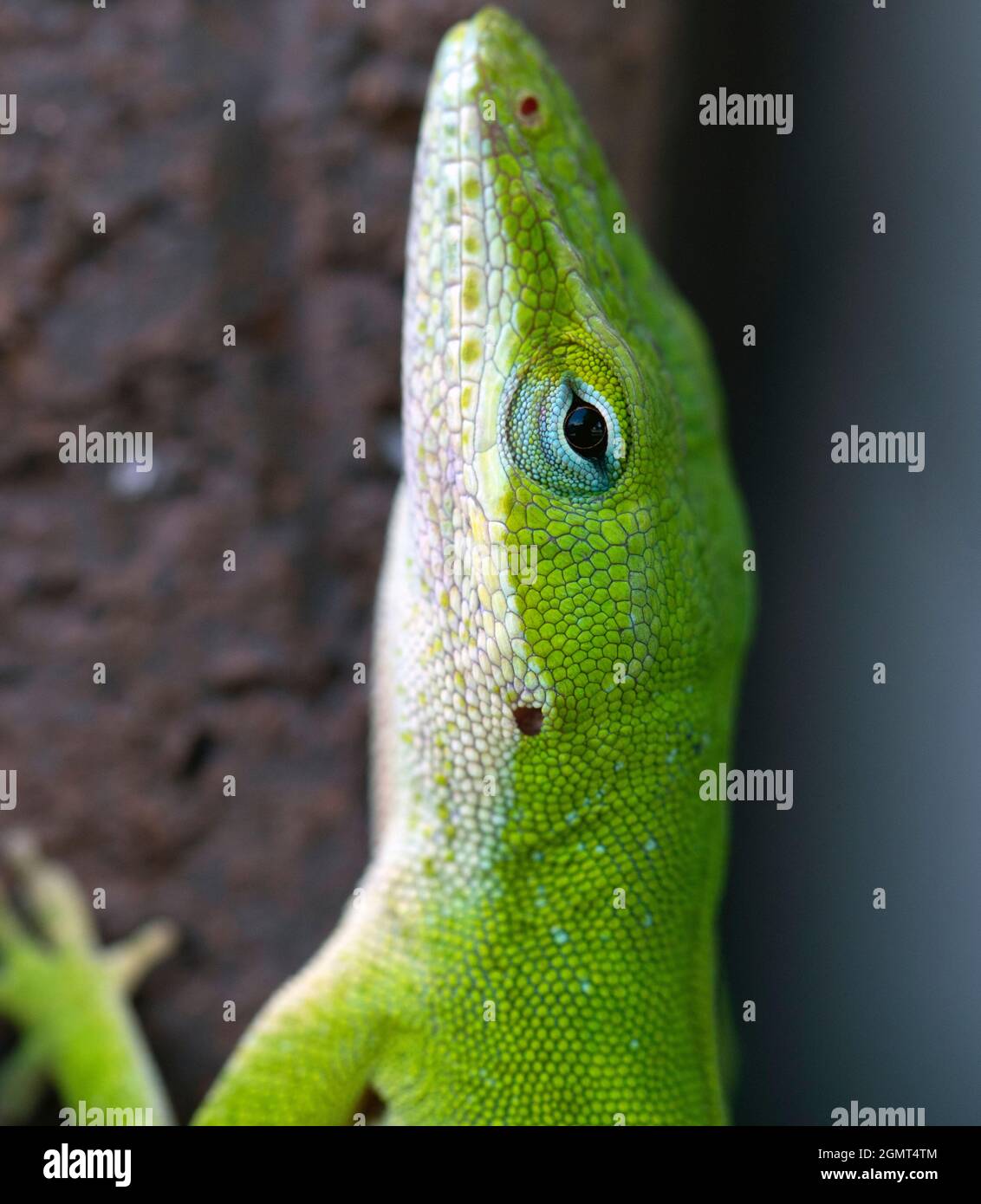 Macro Carolina Anole auf Backstein Stockfoto