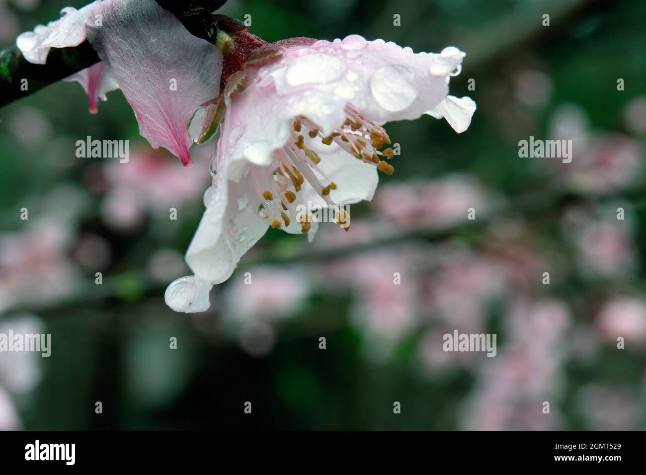 Weiße und rosa Pfirsichblüten auf dem Ast im Regenmakro Stockfoto