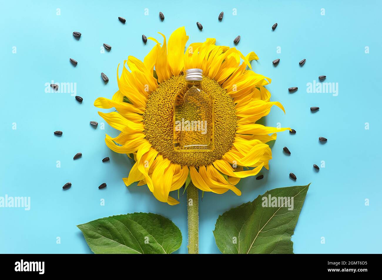 Flasche natürliches Sonnenblumenöl, Samen und frische gelbe Sonnenblume auf blauem Hintergrund. Kreatives Konzept Bio-Pflanzenölproduktion, Erntezeit. Stockfoto