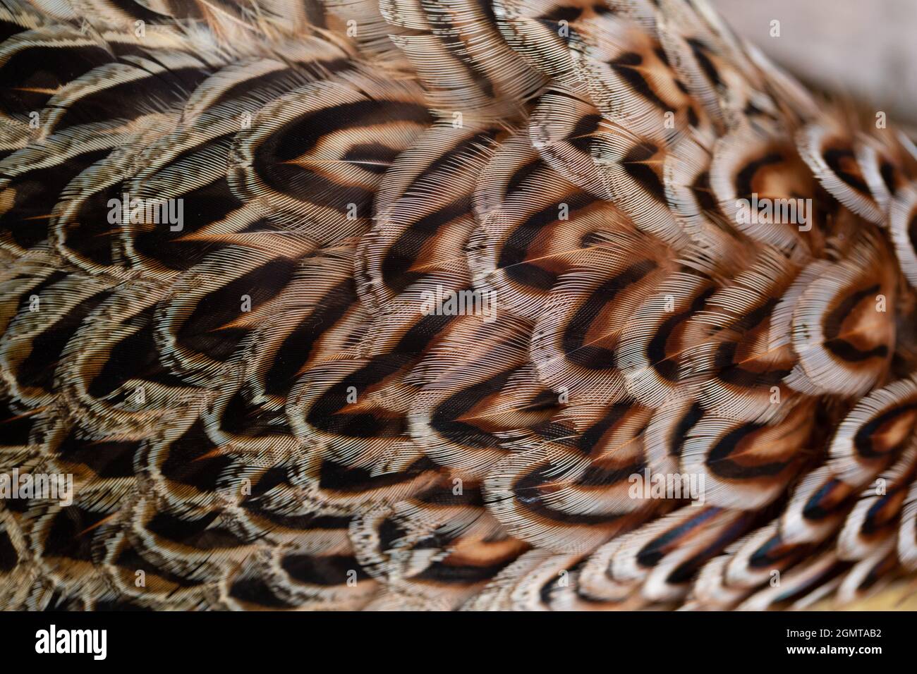 Fasane (Phasianus colchis). Gefieder. Überlappende Hackle, Kontur, Federn. Kopfende rechts ab. Kryptisch, zum Tarnen, auf einer Henne oder einem Weibchen, Vogel. O Stockfoto