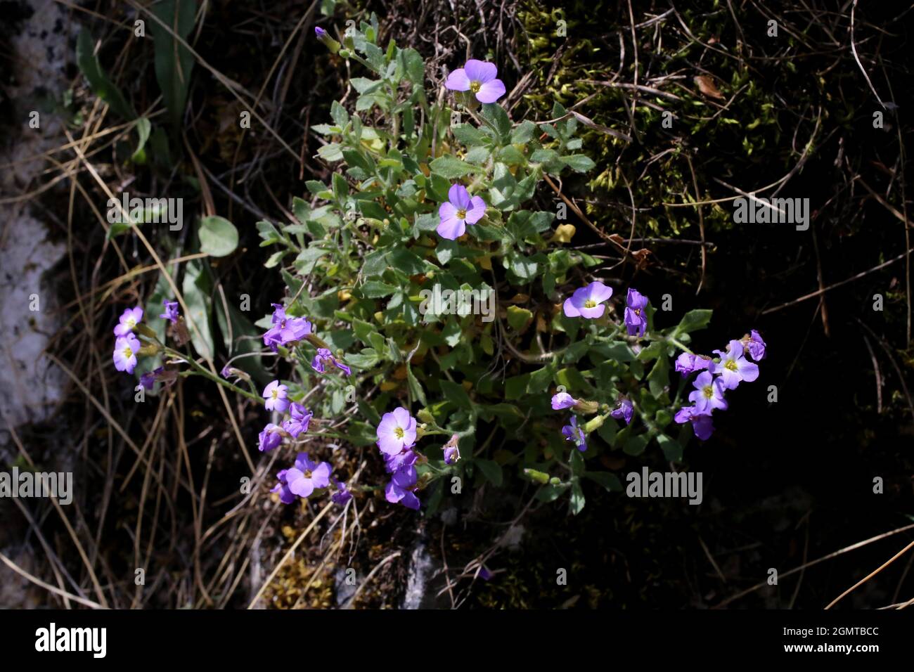 Aubrieta columnae subsp. Pirinica, Brassicaceae. Wildpflanze im Frühjahr geschossen. Stockfoto