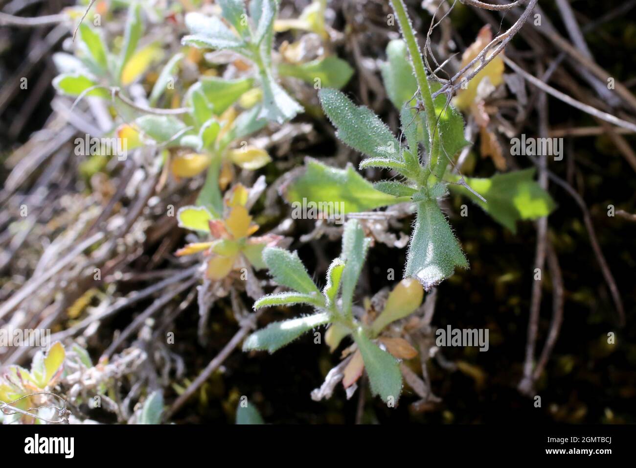 Aubrieta columnae subsp. Pirinica, Brassicaceae. Wildpflanze im Frühjahr geschossen. Stockfoto