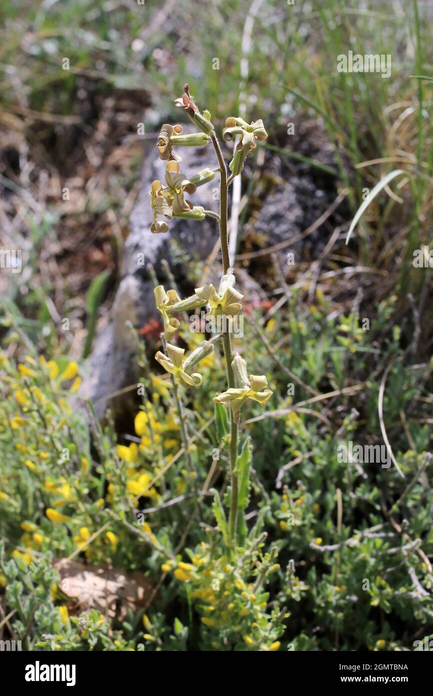 Hesperis laciniata, Schnittblättrige Dame-Violett, Brassicaceae. Wildpflanze im Frühjahr geschossen. Stockfoto