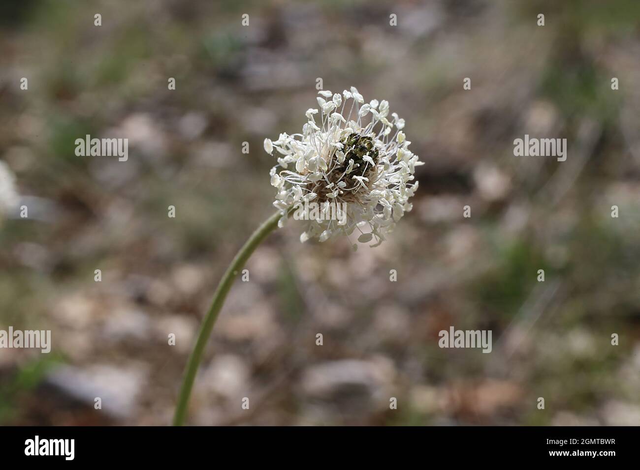 Plantago argentea, Plantaginaceae. Wildpflanze im Frühjahr geschossen. Stockfoto
