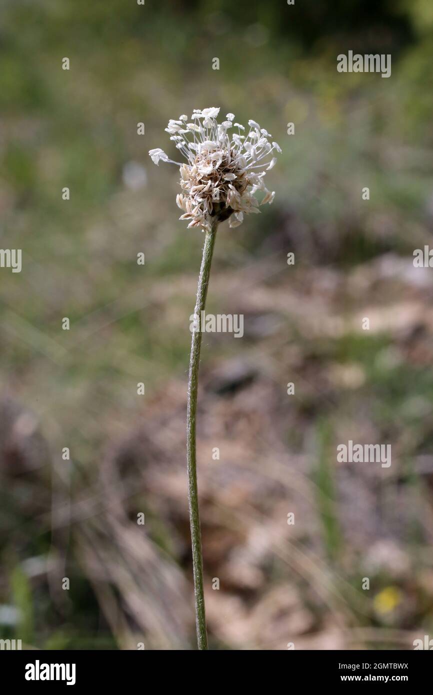 Plantago argentea, Plantaginaceae. Wildpflanze im Frühjahr geschossen. Stockfoto