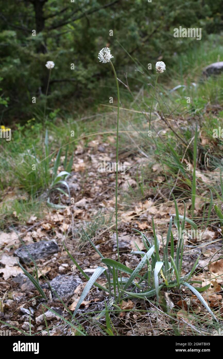Plantago argentea, Plantaginaceae. Wildpflanze im Frühjahr geschossen. Stockfoto