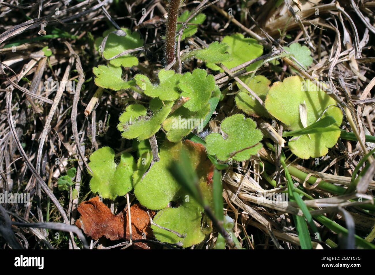 Saxifraga bulbifera, bulbose Saxifrage, Saxifragaceae. Wildpflanze im Frühjahr geschossen. Stockfoto