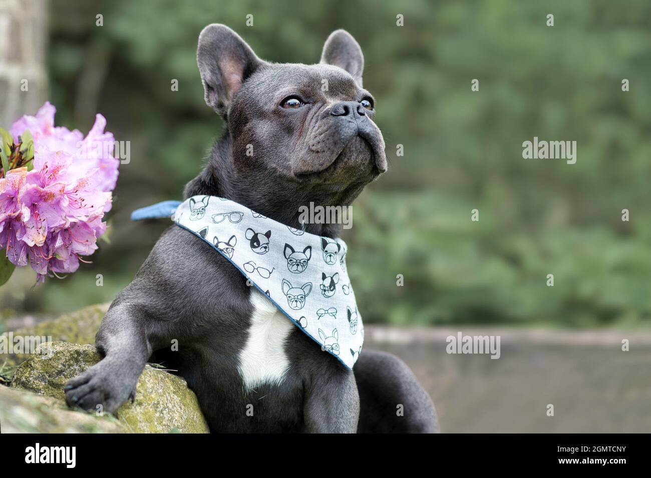 Schwarzer französischer Bulldogge mit lhelathischer, langer Nase und breiten Nasenlöchern Stockfoto