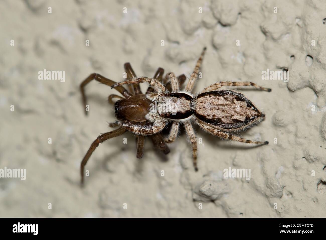 Grauer Mauerspringer (Menemerus bivittatus) Weibchen hat eine andere Spinne als Beute gefangen und ernährt sich von ihr. Pantropical Arten in den südlichen USA gefunden. Stockfoto