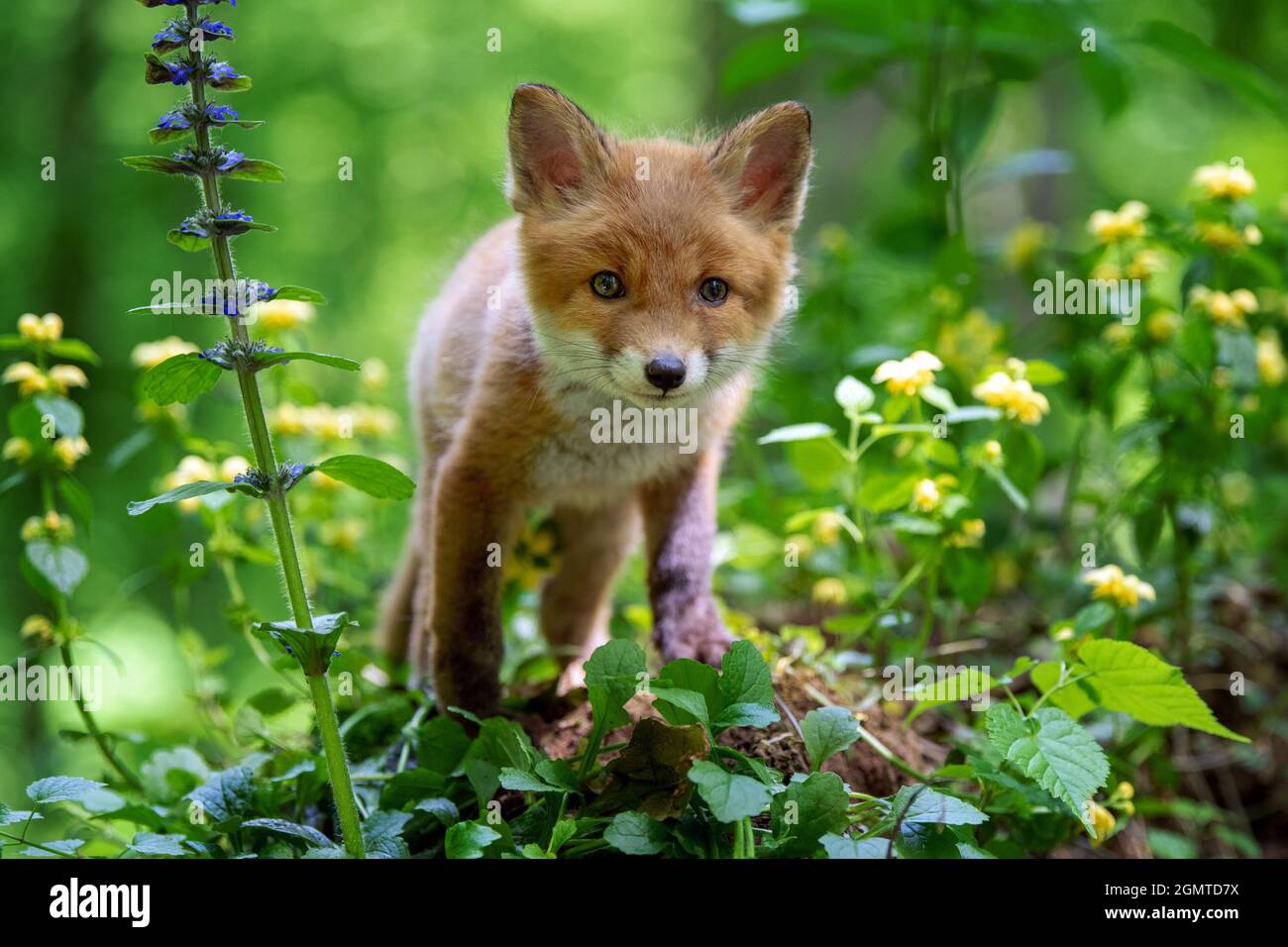 Rotfuchs, Vulpes Vulpes, kleines junges Junge im Wald. Niedliche kleine wilde Raubtiere in natürlicher Umgebung. Naturszene aus der Natur Stockfoto