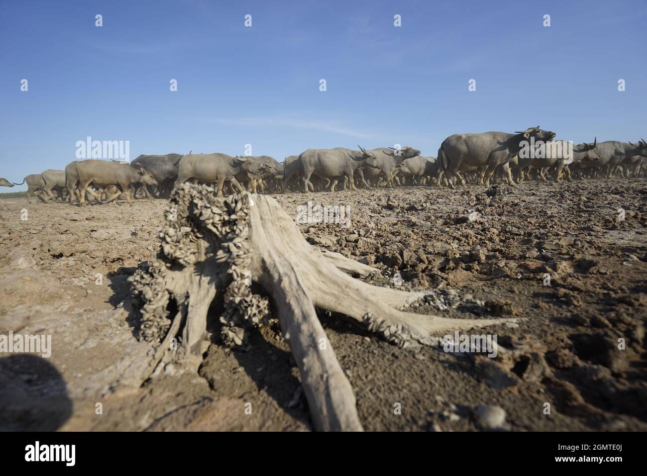 Büffelherde auf dem Feld in der Provinz Binh Thuan, Vietnam Stockfoto