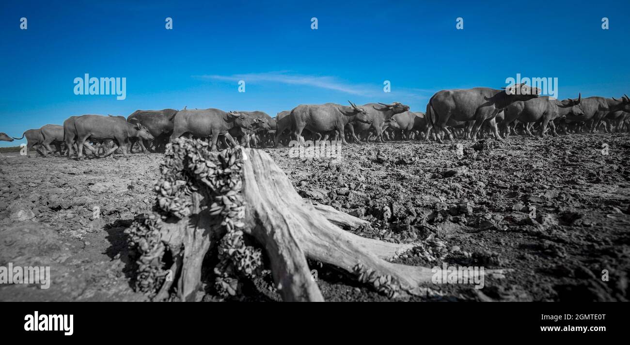 Büffelherde auf dem Feld in der Provinz Binh Thuan, Vietnam Stockfoto