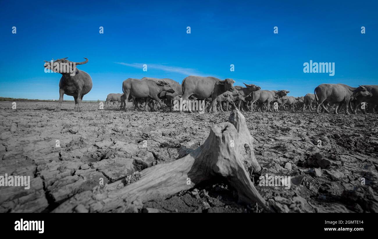 Büffelherde auf dem Feld in der Provinz Binh Thuan, Vietnam Stockfoto