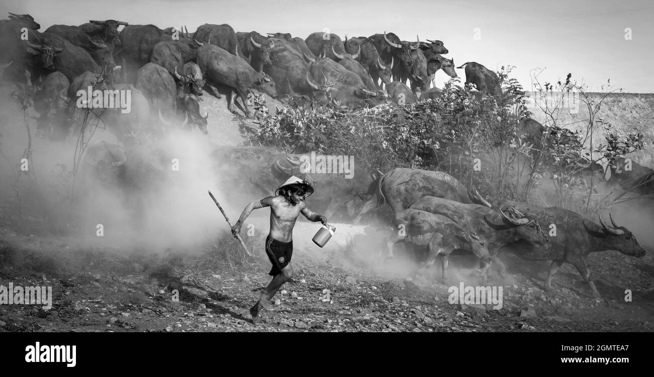 Büffelherde auf dem Feld in der Provinz Binh Thuan, Vietnam Stockfoto