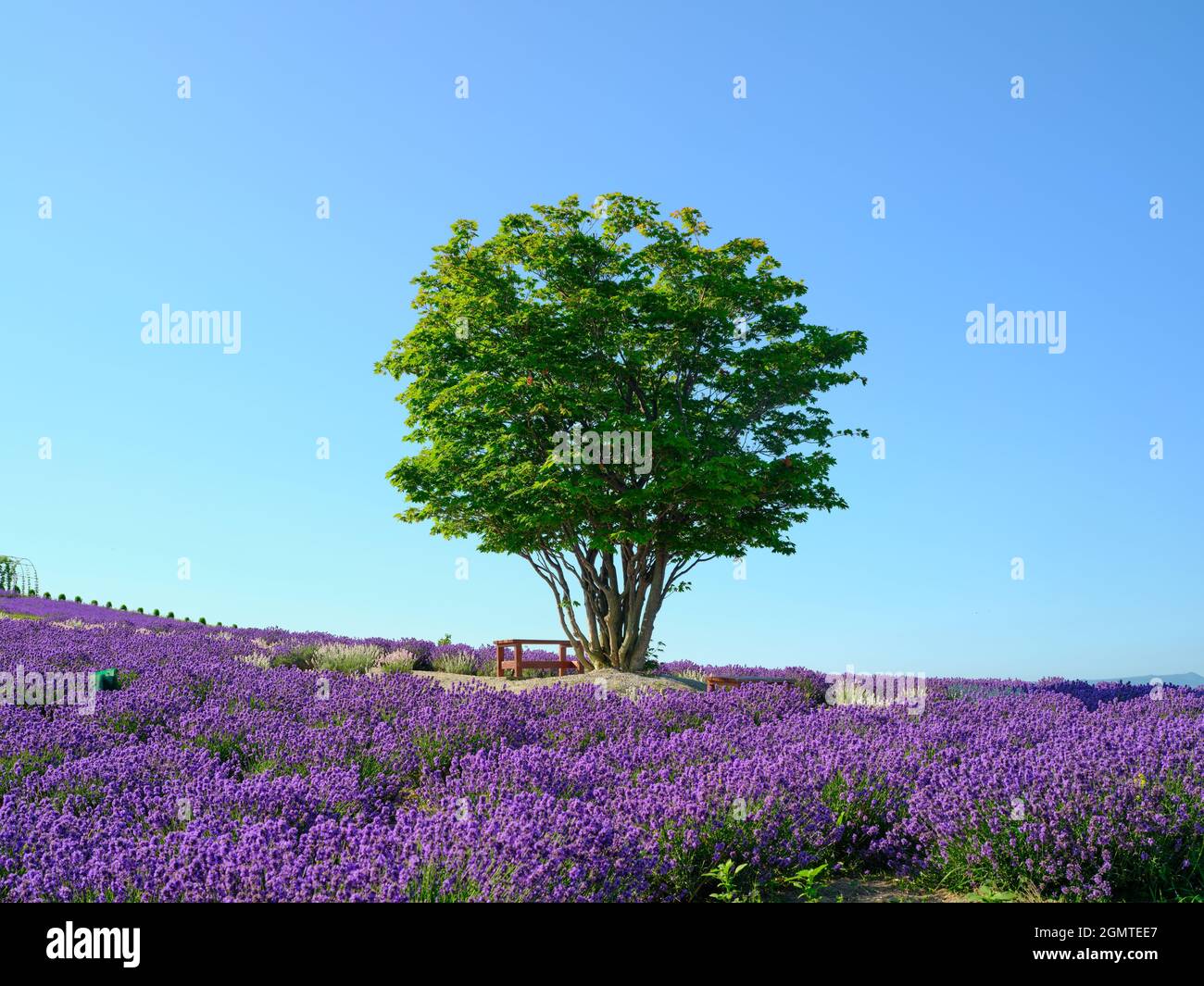 Lavendel-Feld Stockfoto