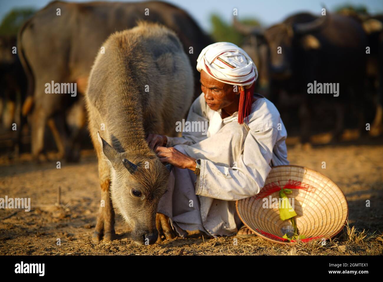 Büffelherde auf dem Feld in der Provinz Binh Thuan, Vietnam Stockfoto