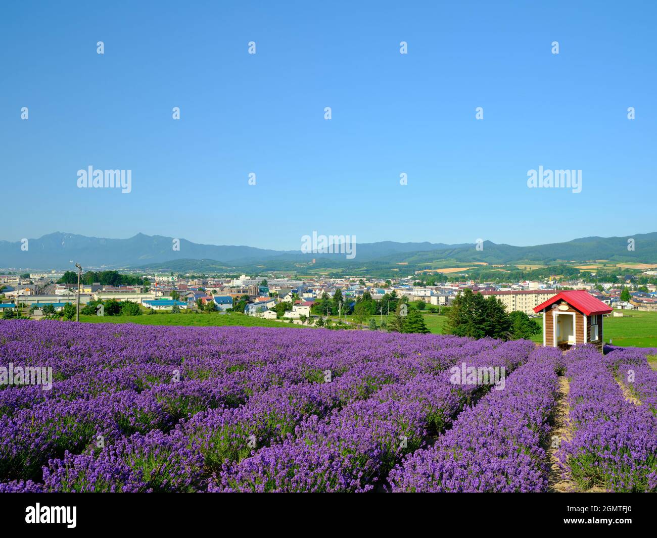 Lavendel-Feld Stockfoto