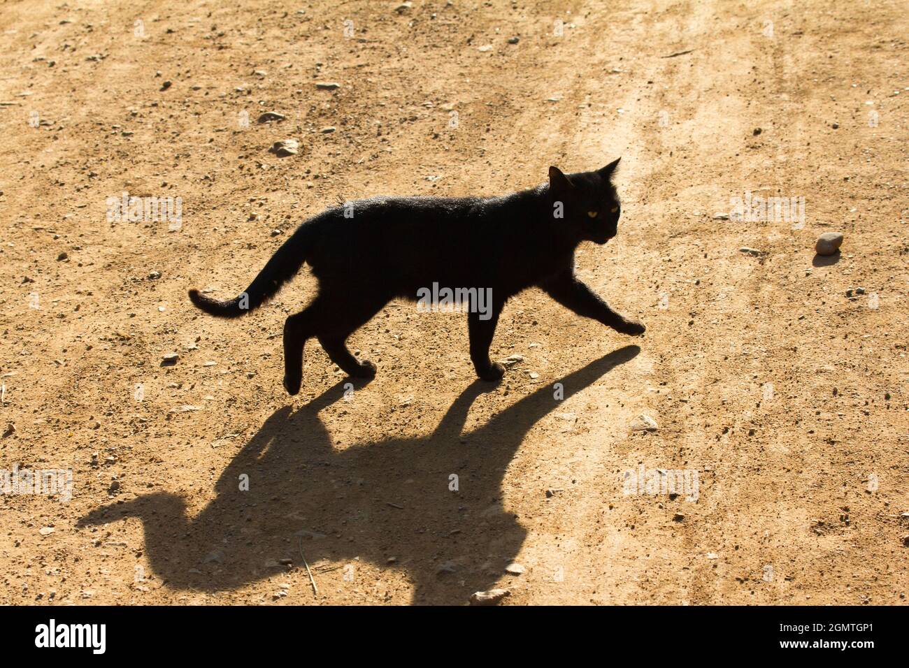 Inle-See, Myanmar - 2. Februar 2013. Nun, wir alle wissen, was sie über schwarze Katzen sagen, die Ihren Weg kreuzen. Vielleicht gilt dieses Sprichwort nicht für Myanmar Stockfoto